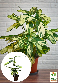 Калатея "Pilosa Gold" висота 40-50см12