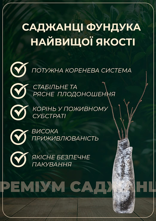 Ексклюзив! Фундук "Мортарелла" (Mortarella) (преміальний морозостійкий, стійкий до захворювань сорт, середнього терміну дозрівання)