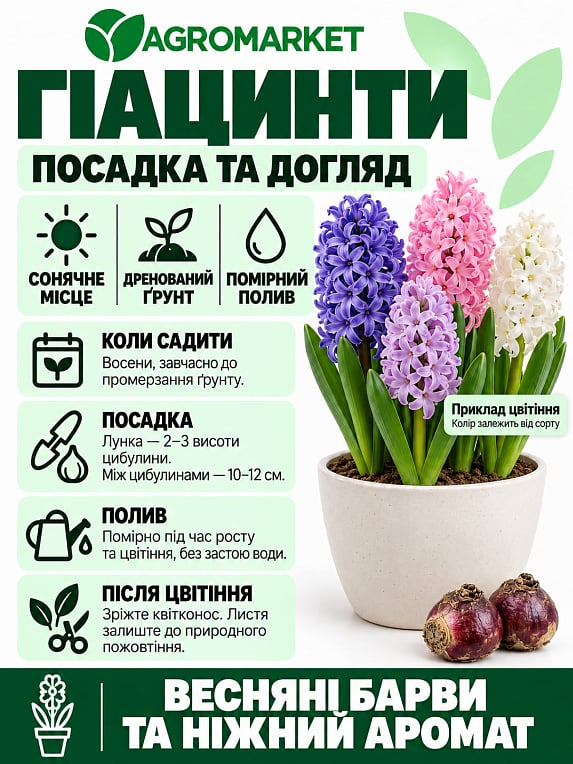 Гіацинт "Splendid Cornelia" 2шт в упаковці
