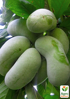 Ексклюзив! Азіміна трилоба насичено-зелена "Пау Пау" (Pau pau) (сіянець преміального морозостійкого сорту, аромат суниці і ананаса, однорічний)2