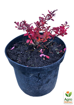 Барбарис Тунберга 3-х летний "Atropurpurea Nana" С3, высота саженца от 25см24