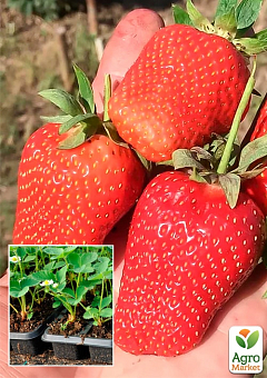 Полуниця "Лючія" Касетна Розсада (ранній, великоплідний сорт, фермерське вирощування)2