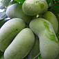 Ексклюзив! Азіміна трилоба насичено-зелена "Пау Пау" (Pau pau) (сіянець преміального морозостійкого сорту, аромат суниці і ананаса, однорічний)