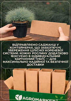 Вівсяниця сиза "Eisvogel" вазон С2, висота 15-30см13