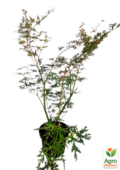 Клен 3-х летний японский пальмолистный "Сейри" (Аcer palmatum Seiryu) С3, высота 60-80см28