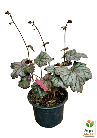 Гейхера (Heuchera) "Cinnabar Silver" С1 (высота 15-30см) - фото 5