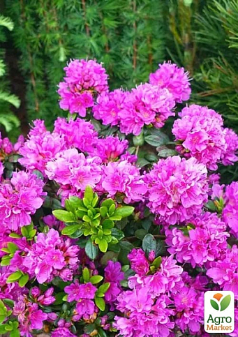 Азалия 2-х летняя японская "Geisha Purple" вазон С2, высота 15-30см