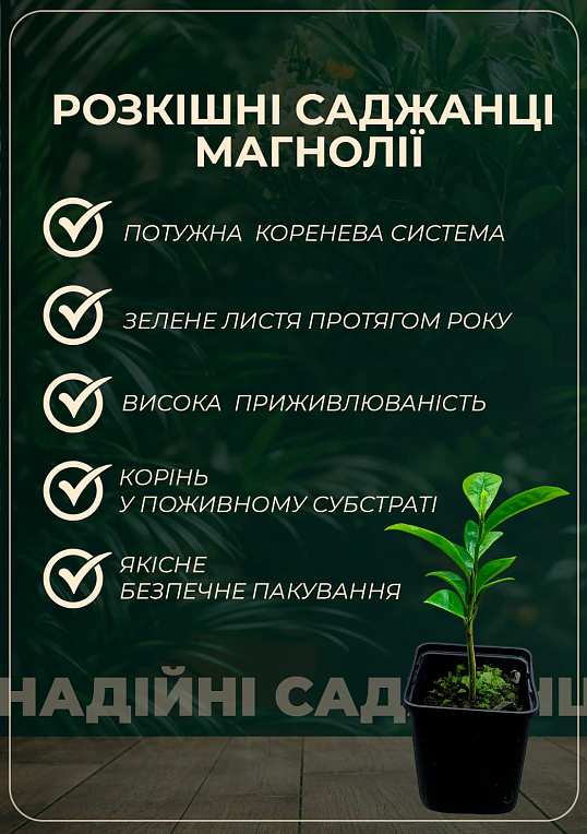 Магнолия грузинская "Королевская" (самый крупный цветок) - фото 2