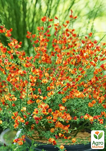 Ракитник 3-х летний "Lena" вазон С4 - фото 2