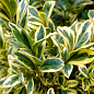 Самшит 2-х летний пестролистный "Variegata" купить