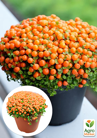 LMTD Нертера "Astrid" з плодами (висота 15-25см)