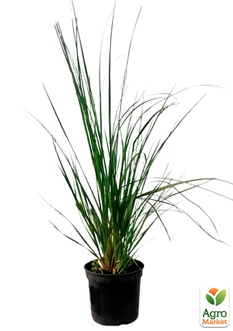 Кортадерія Пампасна трава 2х літня "Pink Feather" - фото 3