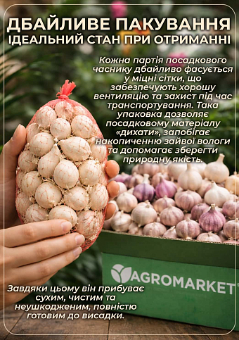 Гігантський часник «Рокамболь Іспанський» повітряні цибулинки (бульбочки) - фото 5