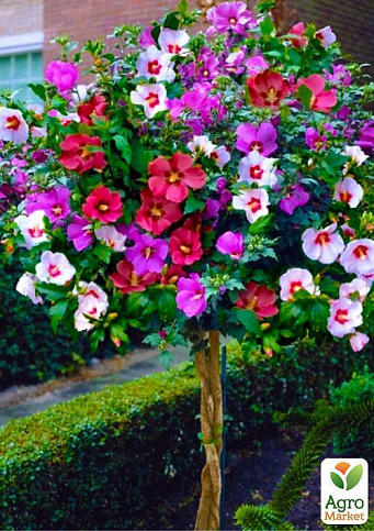 Гібіскус сирійський деревовидний суміш "Tricolor" - фото 5