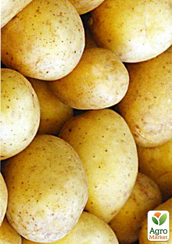 Насіннєва середньорання картопля "Бельмондо" (на смаження, 1 репродукція) 1кг