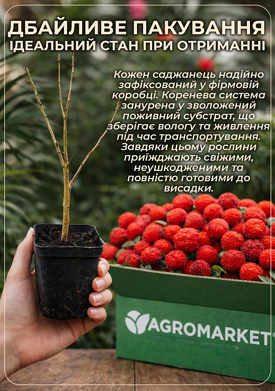 Кудрания "Mulle" (клубничное дерево) - фото 5