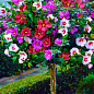 Гібіскус сирійський деревовидний суміш "Tricolor"