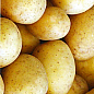 Насіннєва середньорання картопля "Бельмондо" (на смаження, 1 репродукція) 1кг