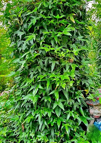 Плющ вечнозеленый садовый узколистный "Sagittaefolia" С2 высота 25-50см - фото 3