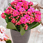 Каланхоэ Блоссфельда "Paars" (Kalanchoe Blossfeldiana) (Нидерланды)
