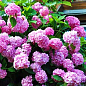 Гортензія крупнолиста рожева "Балмер" (Balmer)