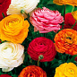 Лютики (Ранункулюс) "Mix" (размер 5/6 , крупный) 5шт в упаковке