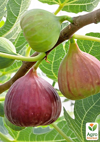 LMTD Інжир 5-річний "Ficus Сarica" (великоплідний, самозапильний сорт) висота 170-190см - фото 3