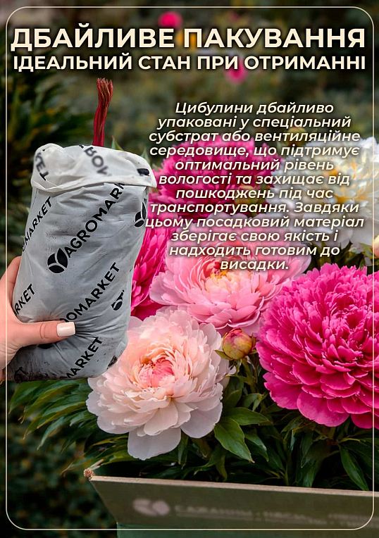 Пион травянистый "Жемчужина Урала" 1шт в упаковке