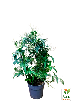 Жасмин кімнатний «Jasminum polyanthumi»12