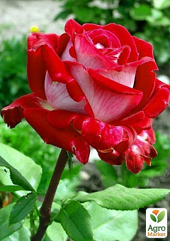 Ексклюзив! Троянда флорибунда двоколірна біла зовні і червона зсередини "Міс Ешлі" (Miss Ashley) (саджанець класу АА +, преміальний вищий сорт)1