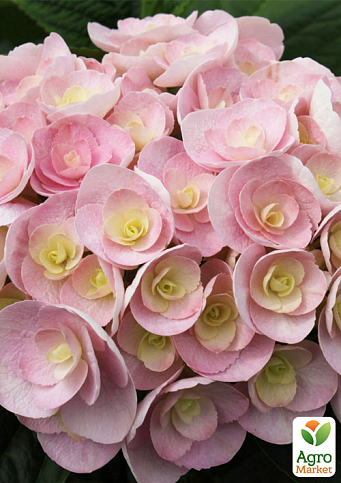 Гортензія великолиста "My Love" (серія You & Me)  - фото 5