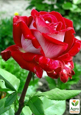 Ексклюзив! Троянда флорибунда двоколірна біла зовні і червона зсередини "Міс Ешлі" (Miss Ashley) (саджанець класу АА +, преміальний вищий сорт)
