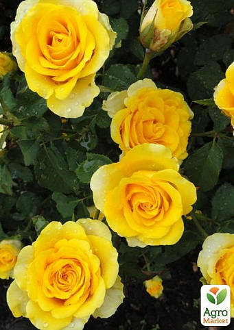 Роза чайно-гібридна "Ilios" (саджанець класу АА +) вищий сорт