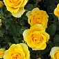 Роза чайно-гібридна "Ilios" (саджанець класу АА +) вищий сорт