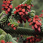 Ялиця Іспанська (Abies pinsapo) горщик P9