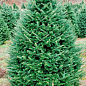 Ялиця Фразера (Abies Fraseri) горщик P9 купить