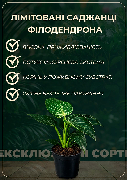LMTD Філодендрон "BLACK CARDINAL" висота 30-40см - фото 5