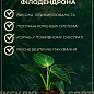 LMTD Філодендрон "BLACK CARDINAL" висота 30-40см