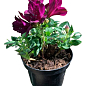 Альстромерия inticancha Patio "Dark Purple" (выращено in-vitro) С1,5