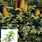 Пихта Маньчжурская 4х летняя (Abies holophylla) высота 30-40 см