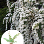 Спірея Вангутта 2-річна (Spiraea vanhouttei) вазон С2