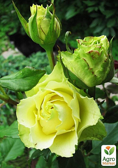 Роза чайно-гибридная "Лимбо" (Limbo®) (саженец класса АА+) высший сорт 1