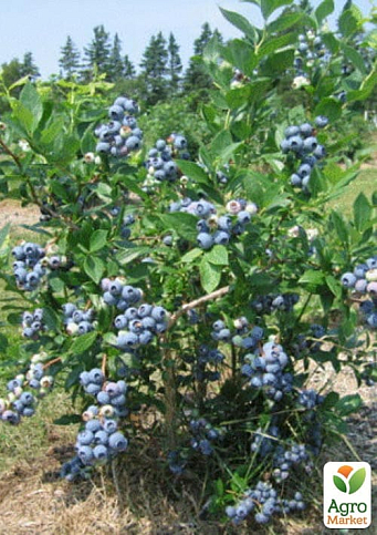 Голубика 3-х летняя "Патриот" (Patriot) С3 высота 60-80см - фото 7