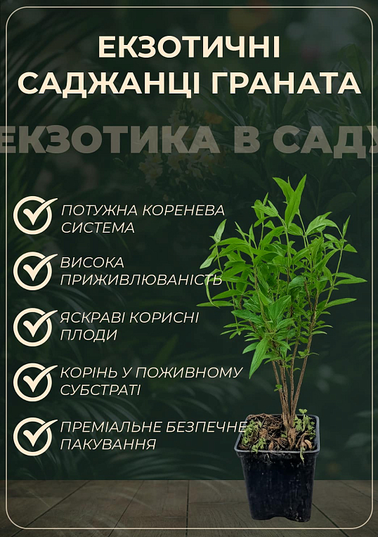 Гранат комнатный "Нана" (плодоносящий сорт)