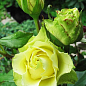 Роза чайно-гибридная "Лимбо" (Limbo®) (саженец класса АА+) высший сорт 