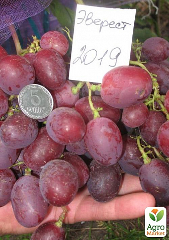 Виноград "Еверест" (ранньостиглий, велика ягода, маса грони 600-1200гр) 1 саджанець в упаковці - фото 2