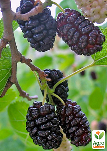 Шовковиця щеплена великоплідна «Королівська» (великолиста, літній сорт, середній термін дозрівання)