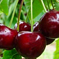 Вишня "Афродита" (летний сорт, средний срок созревания)