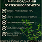 Гортензия метельчатая 4-х летняя "Petite Flori", С4