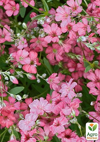 Гіпсофіла рожева (Зипер) ТМ "Весна" 1г - фото 2